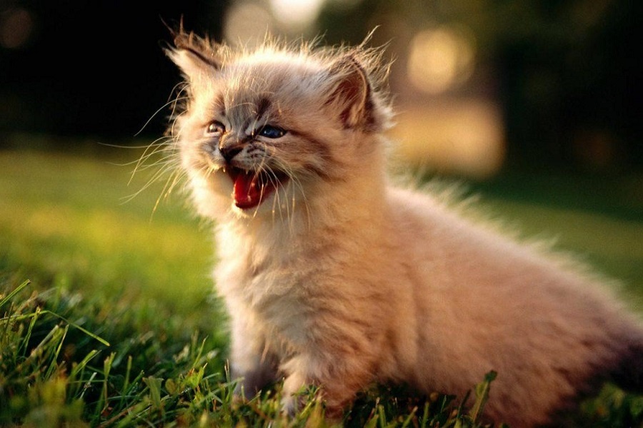 Первое "Мяу!". Фотография из интернета