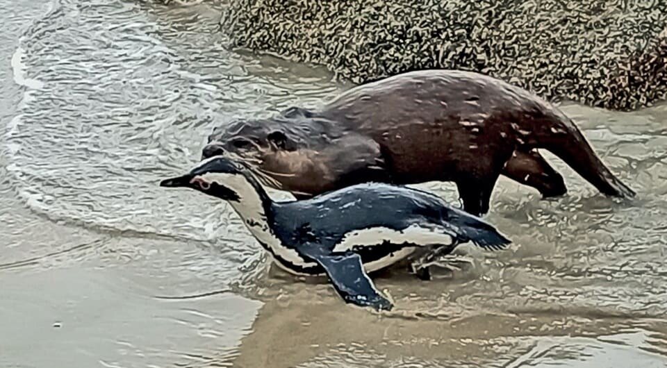   Albert Snyman et al. / Ostrich. 2025