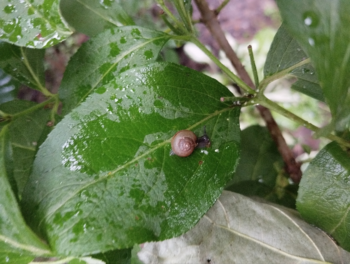 Маленькая улиточка Arianta Abrustorum