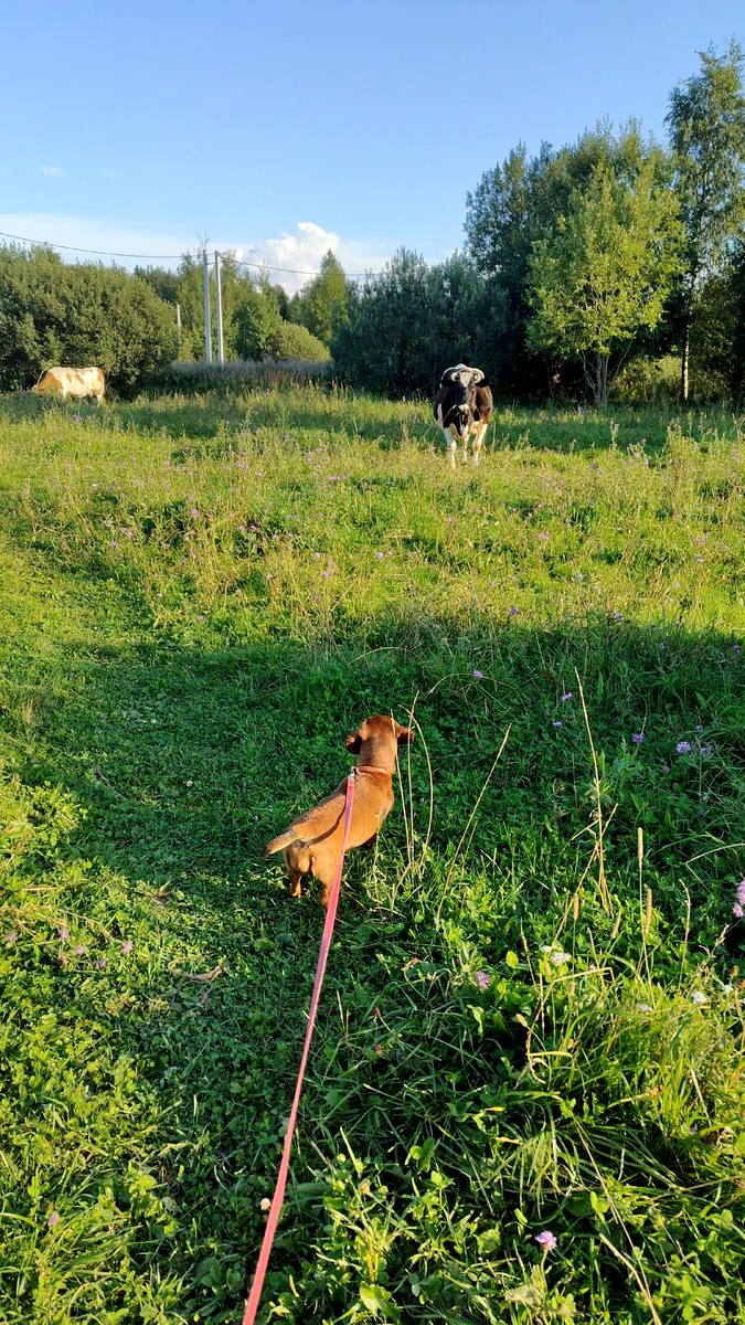 Мы встретили двух огромных коров.