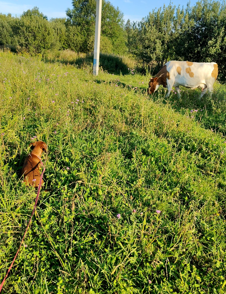 Корова с рыжими пятнами, не захотела со мной разговаривать