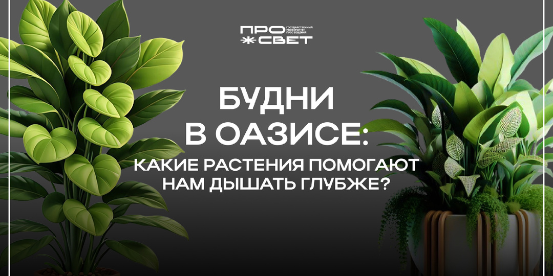 Жизнь в оазисе: какие растения помогают нам дышать глубже?
