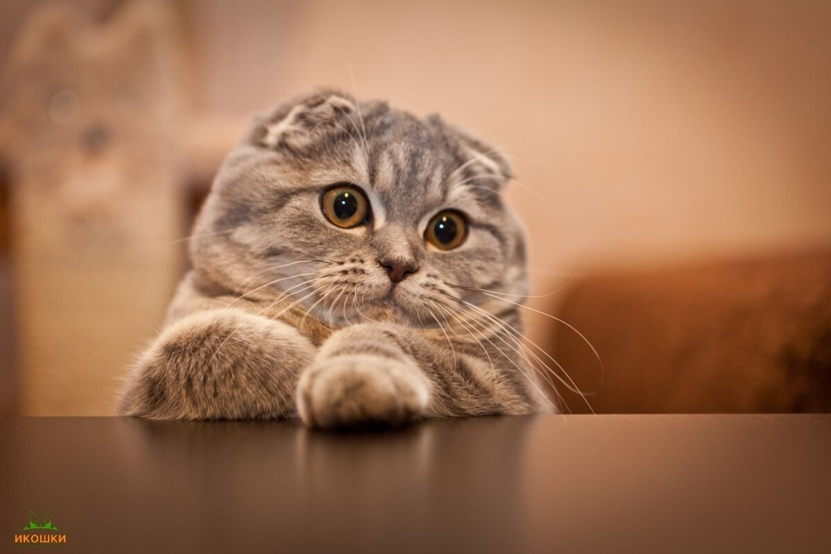 Скоттиш-фолд