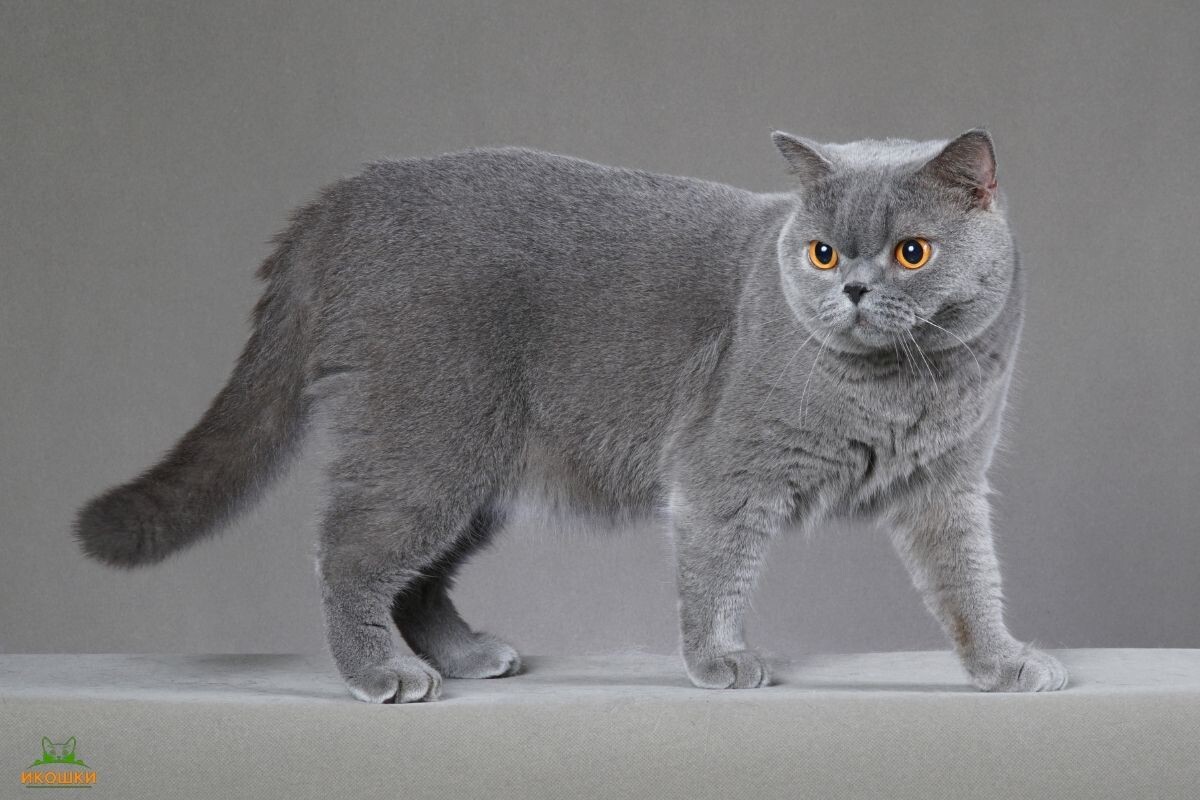 Британская короткошёрстная кошка