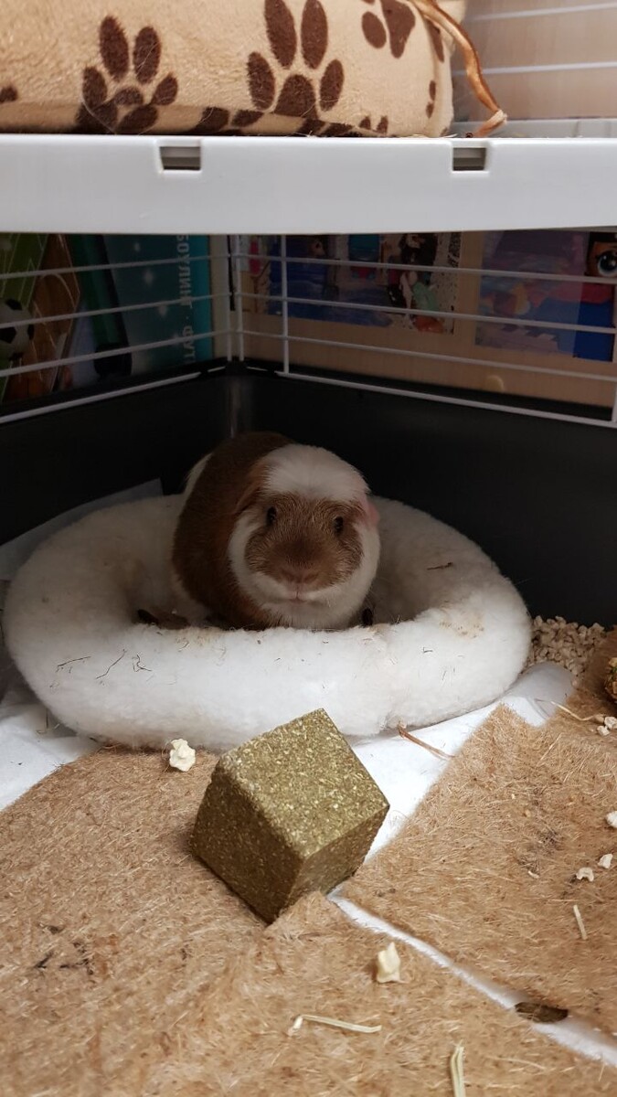 Моя морская свинка❤️