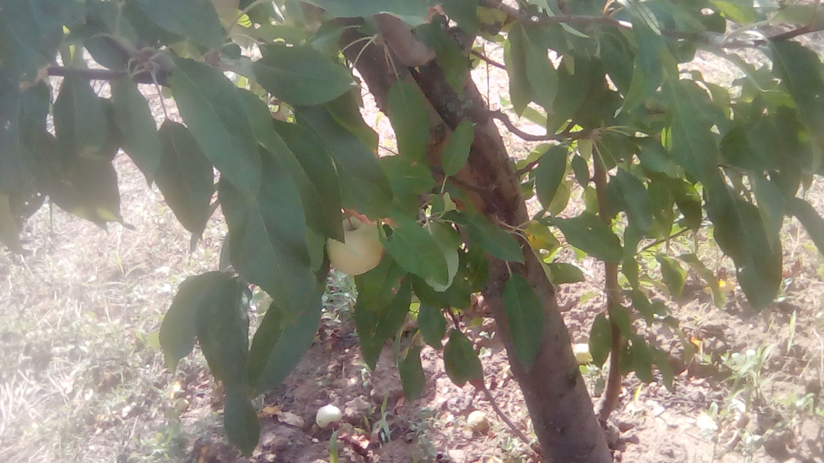 Яблонька на даче