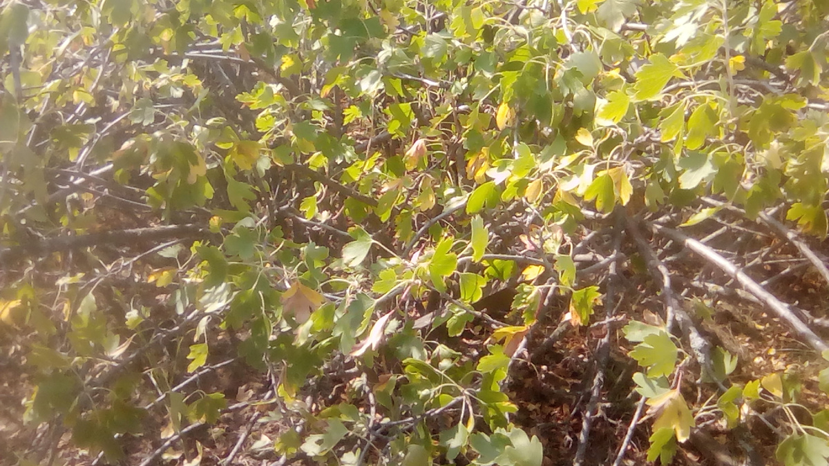 Куст смородины