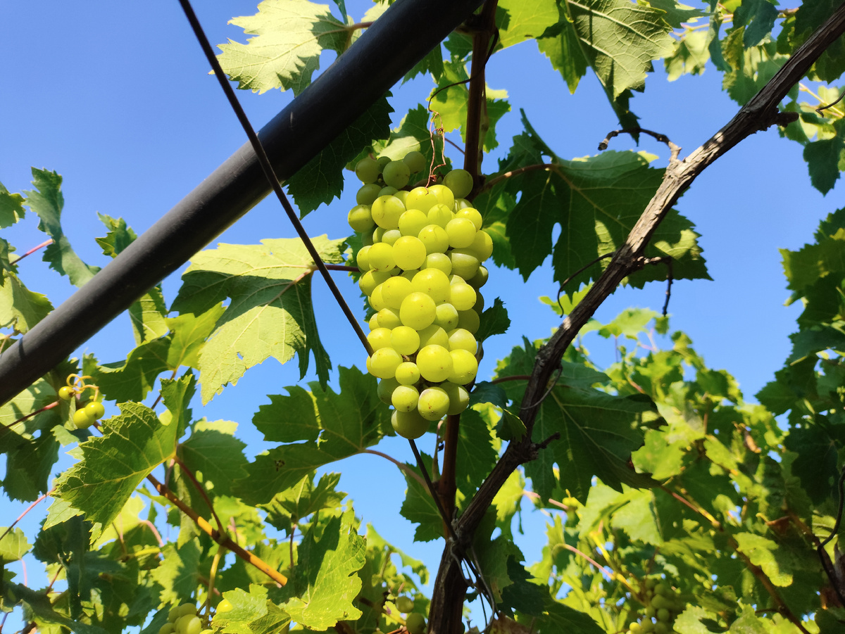 Не уверена, но вроде Ркацители..