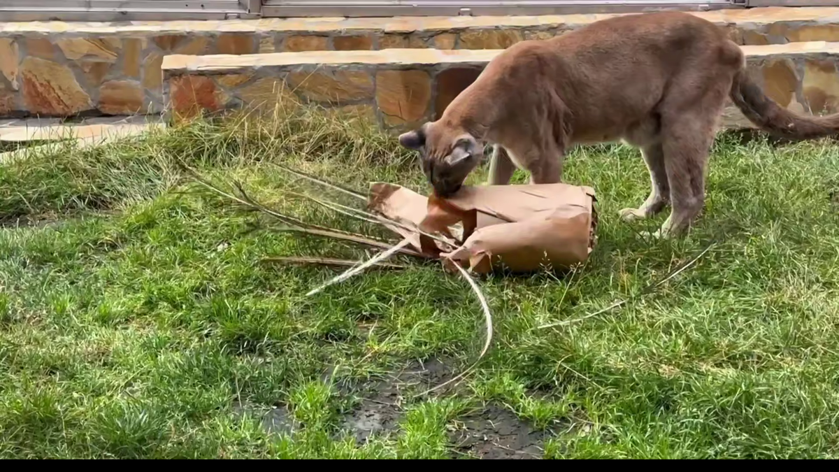 Фото: скриншот видео пресс-службы Ленинградского зоопарка