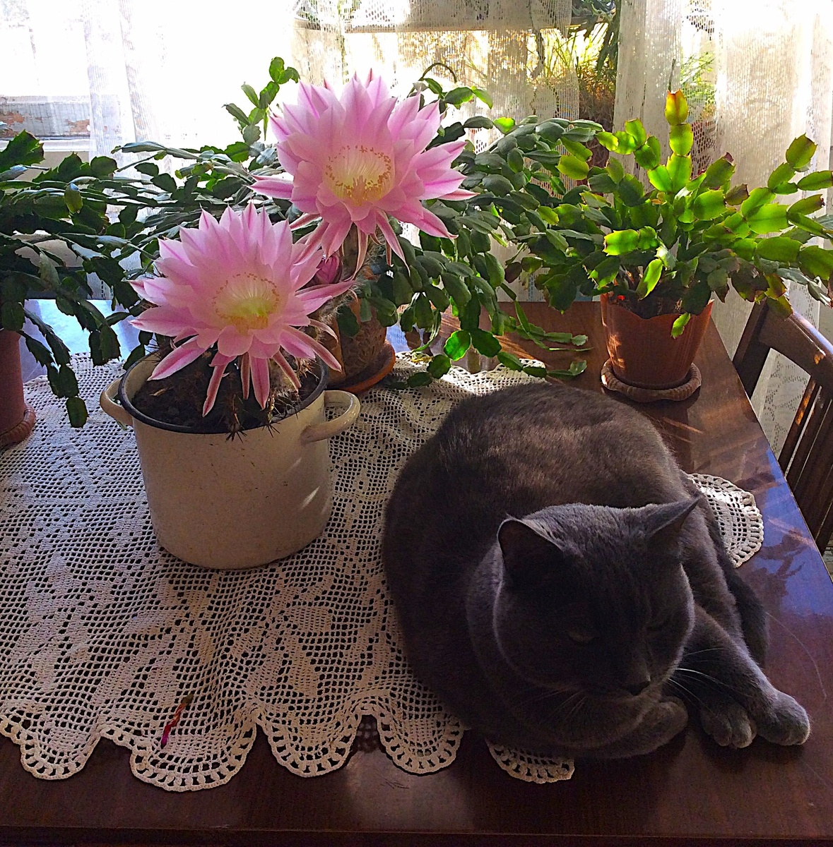 Мои питомцы