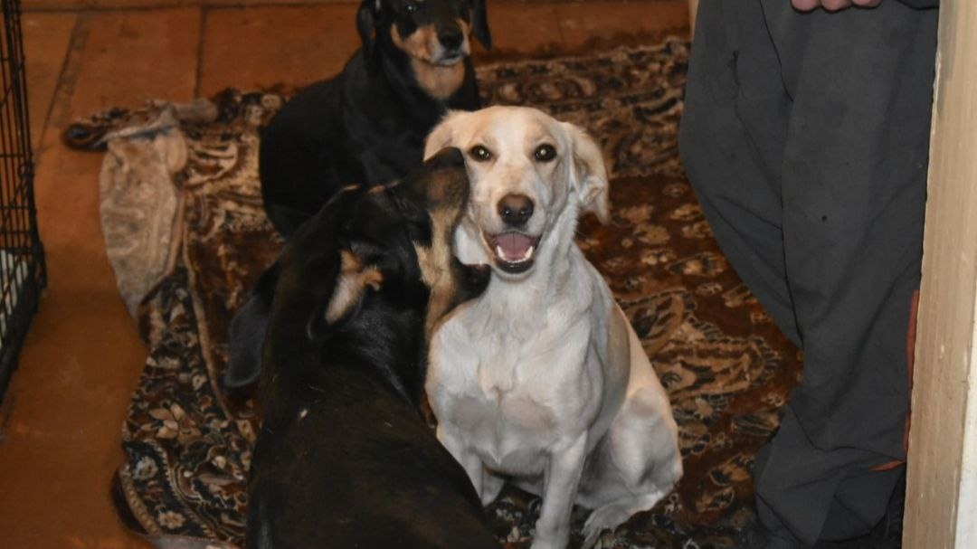 Лера в доме Бродячего ангела