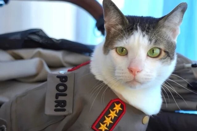    Почему в Индонезии к коту по кличке Бобби приставили госохрану?