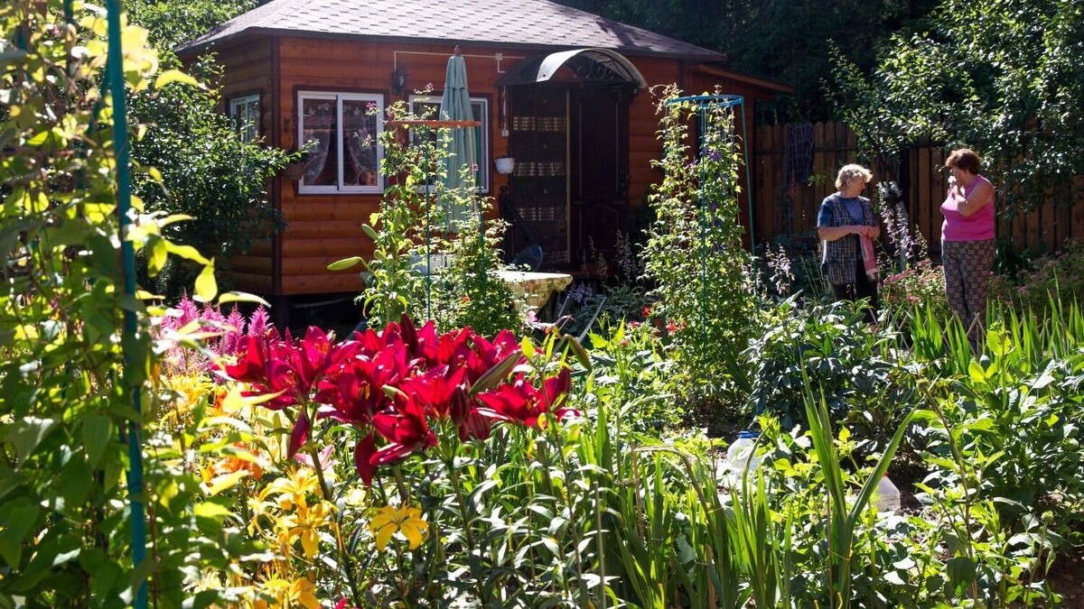 Дачникам предложат отчитаться за каждый выращенный огурец. Фото: ТАСС