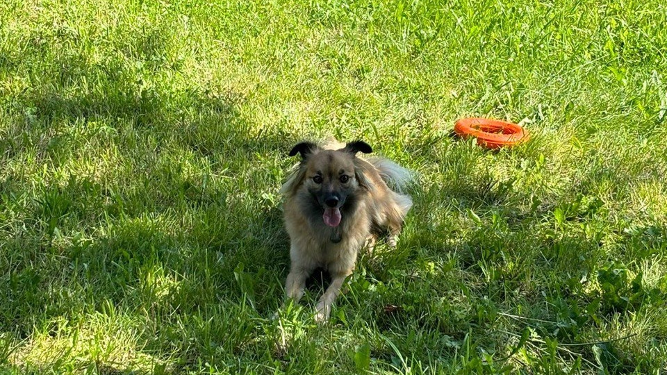 Этого пёсика возвращали. Потому что малыш оказался с характером и следами прошлой жизни на душе. Так что же с ним сейчас?