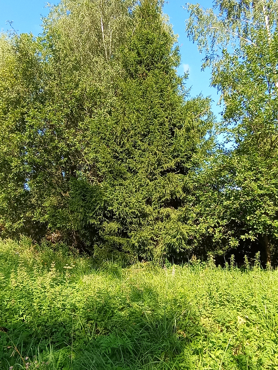 Ель и берёза   Фото Мурзилки