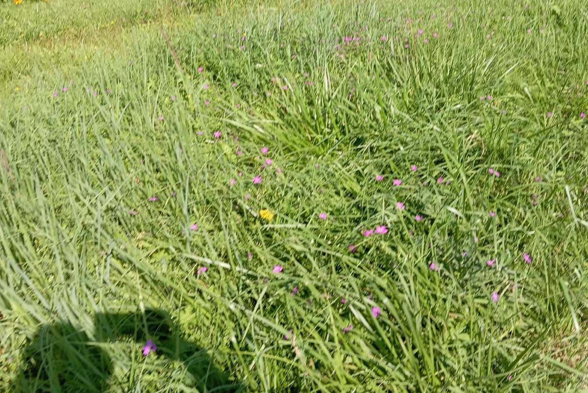 Скромные цветочки в траве