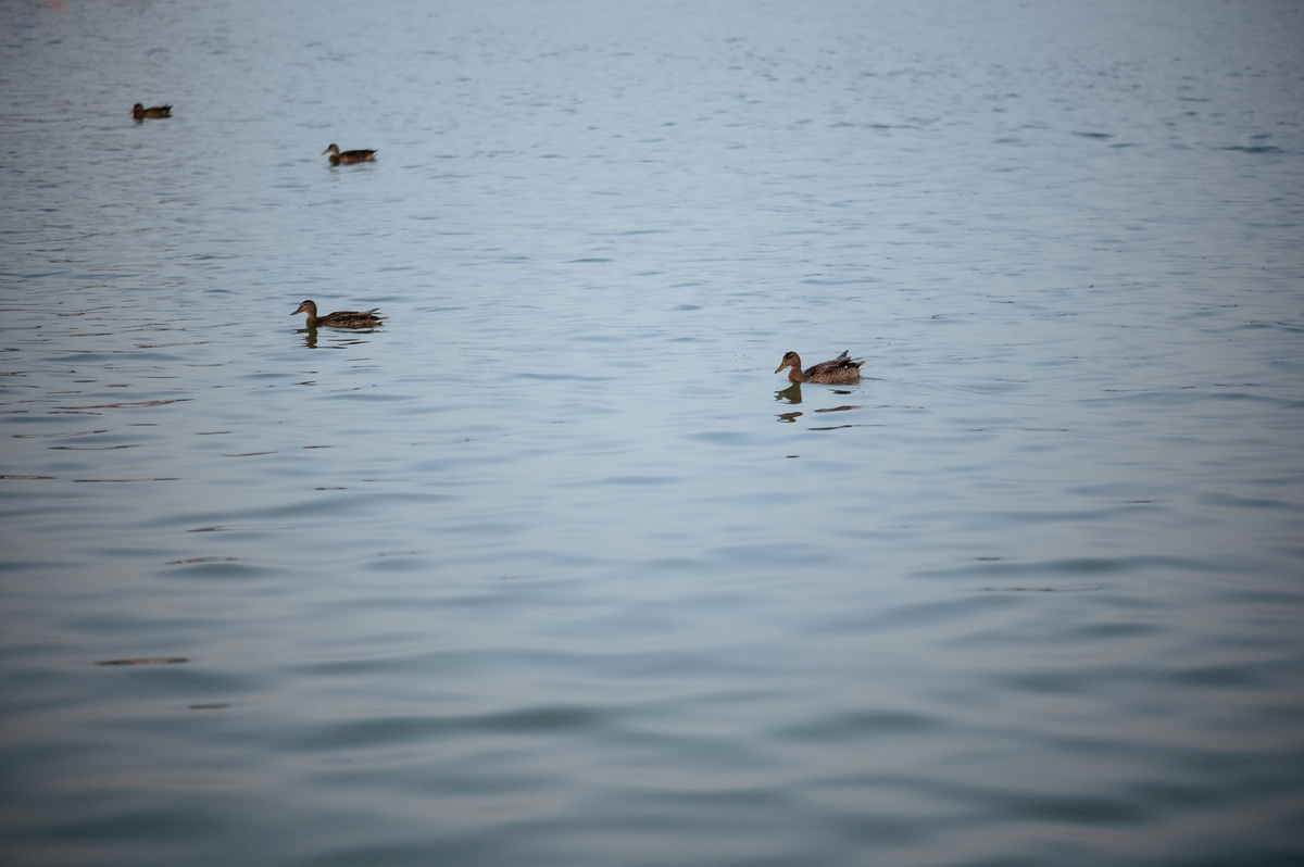 Фото: дирекция парков и скверов