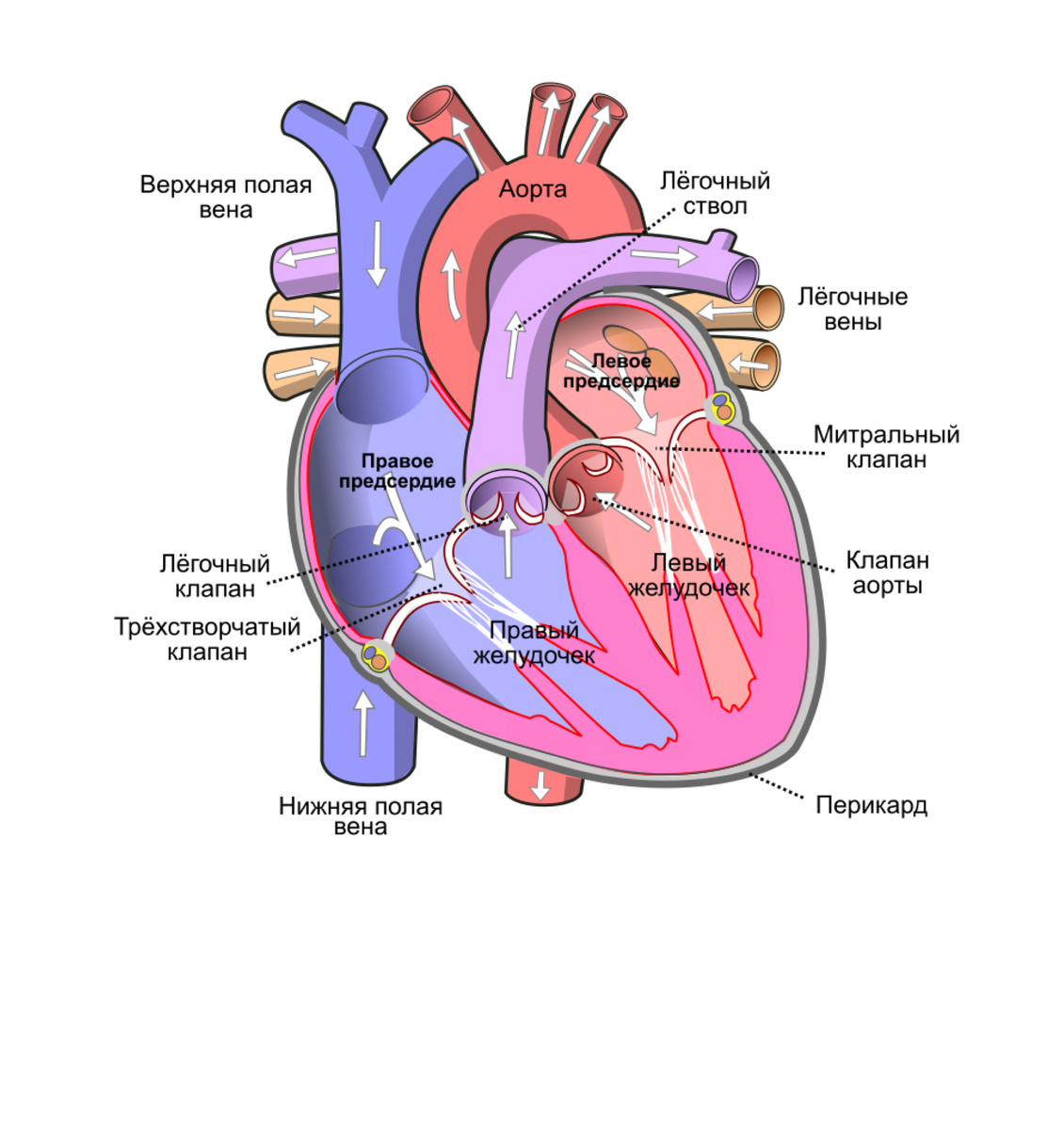 Строение сердца 