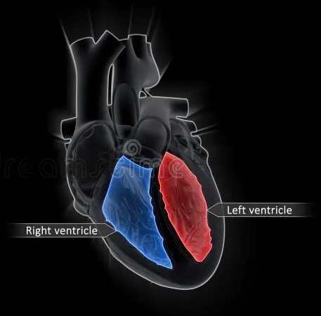 Правое и левое сердце