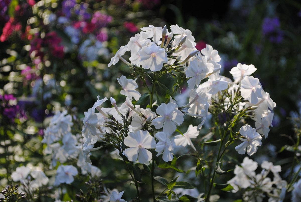 Все цветочки и фотографии мои 