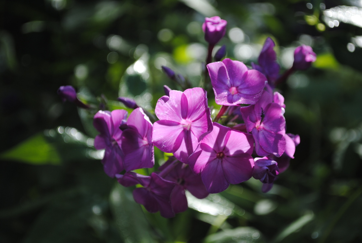 Вот такой свет, с ним и самый простенький флокс становится волшебным