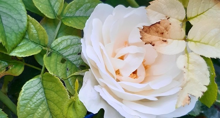    Чем подкормить розы в августе