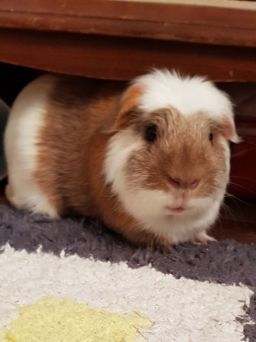 Моя свиня❤️