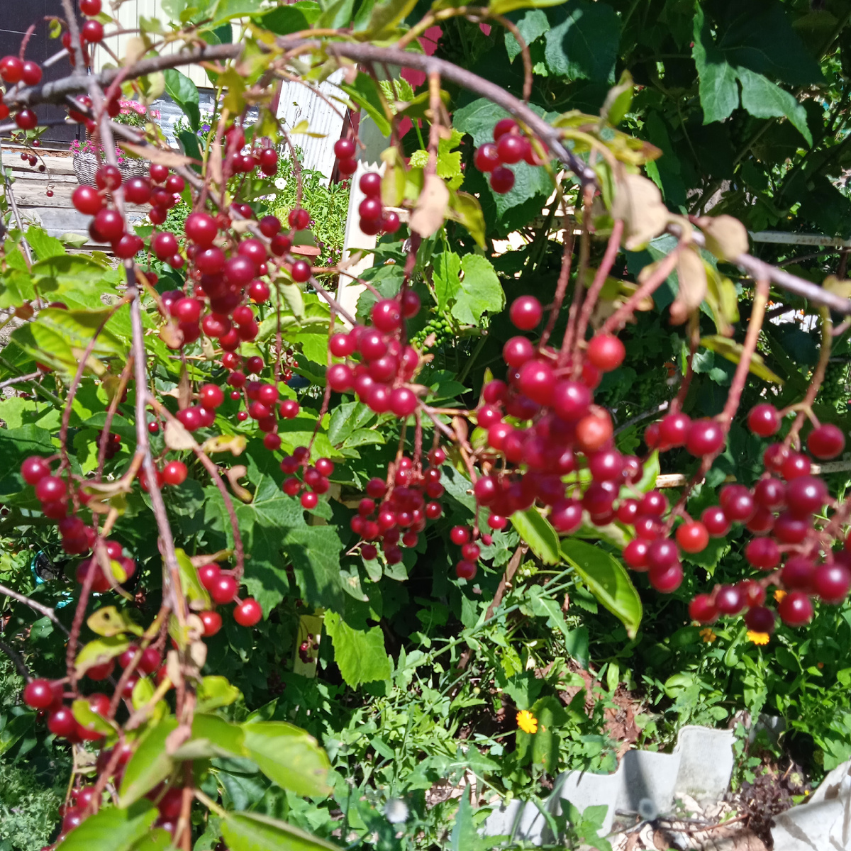 А это моя черемуха, тоже удивила.