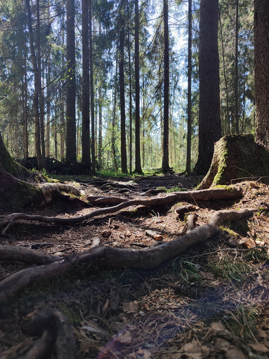 Дендропарк. 