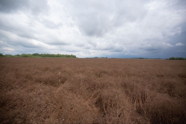   Фото: КФХ «Калина», «ВКонтакте»