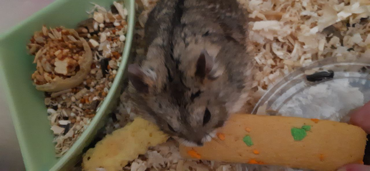 Мой хомячок Зевс