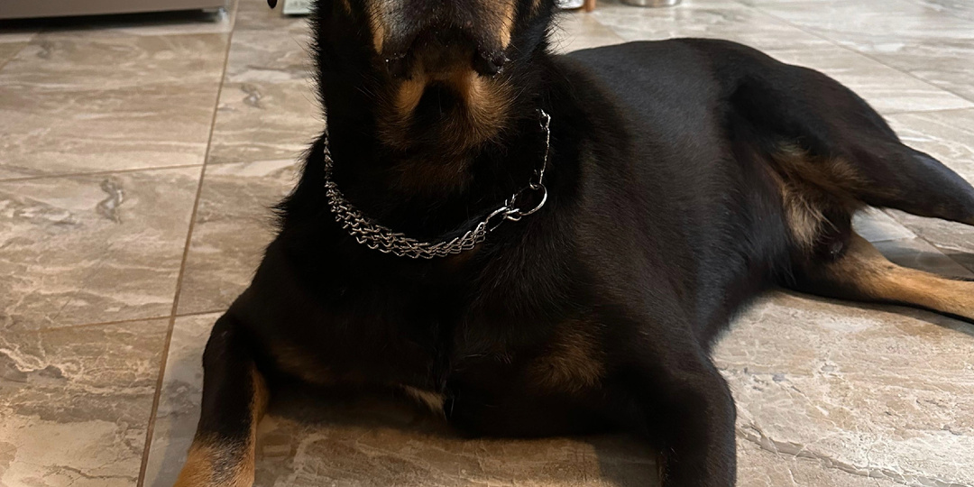 Рембо: история выжившего, ищущего свой дом и свою семью