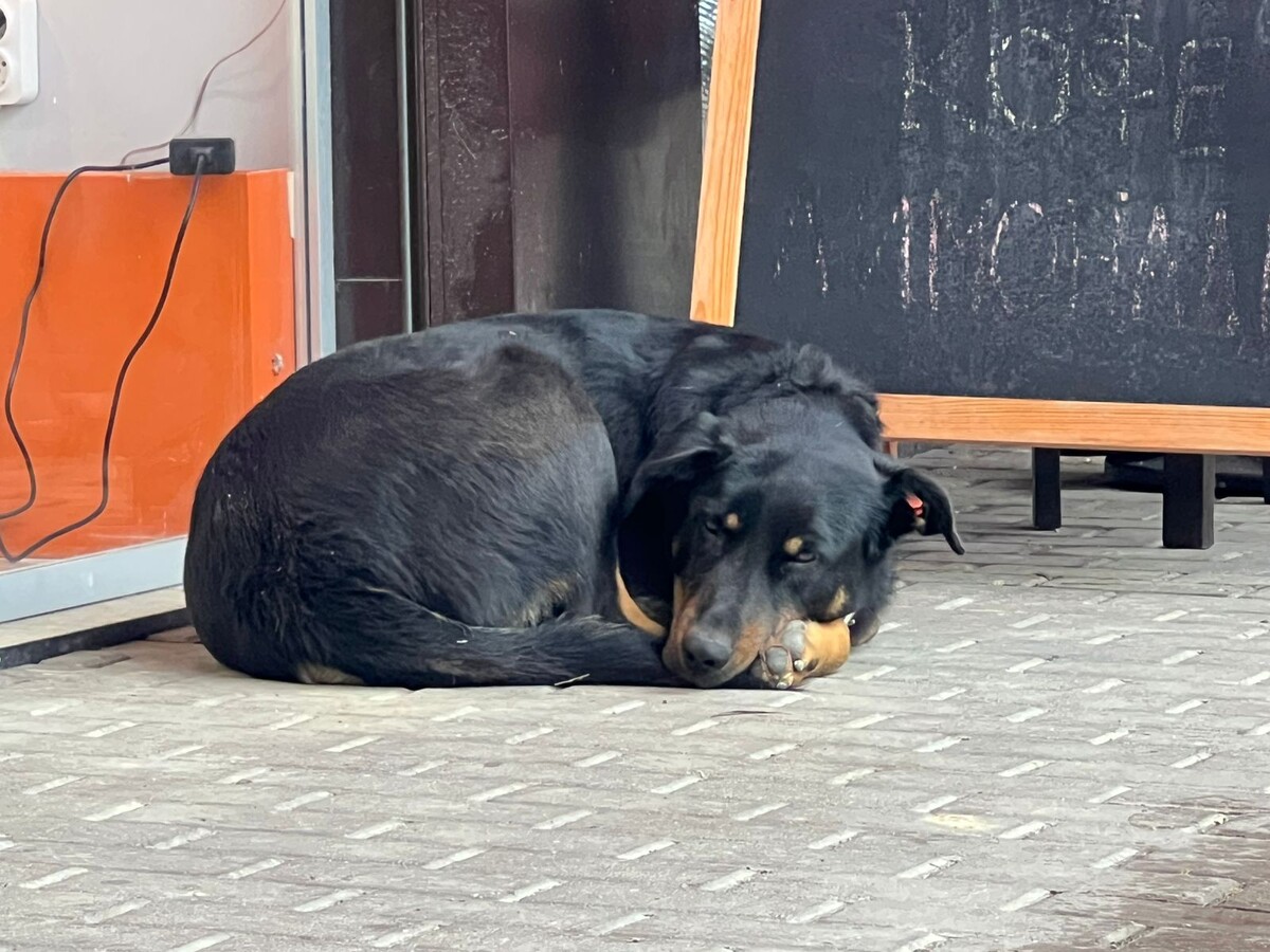 История стара как мир 