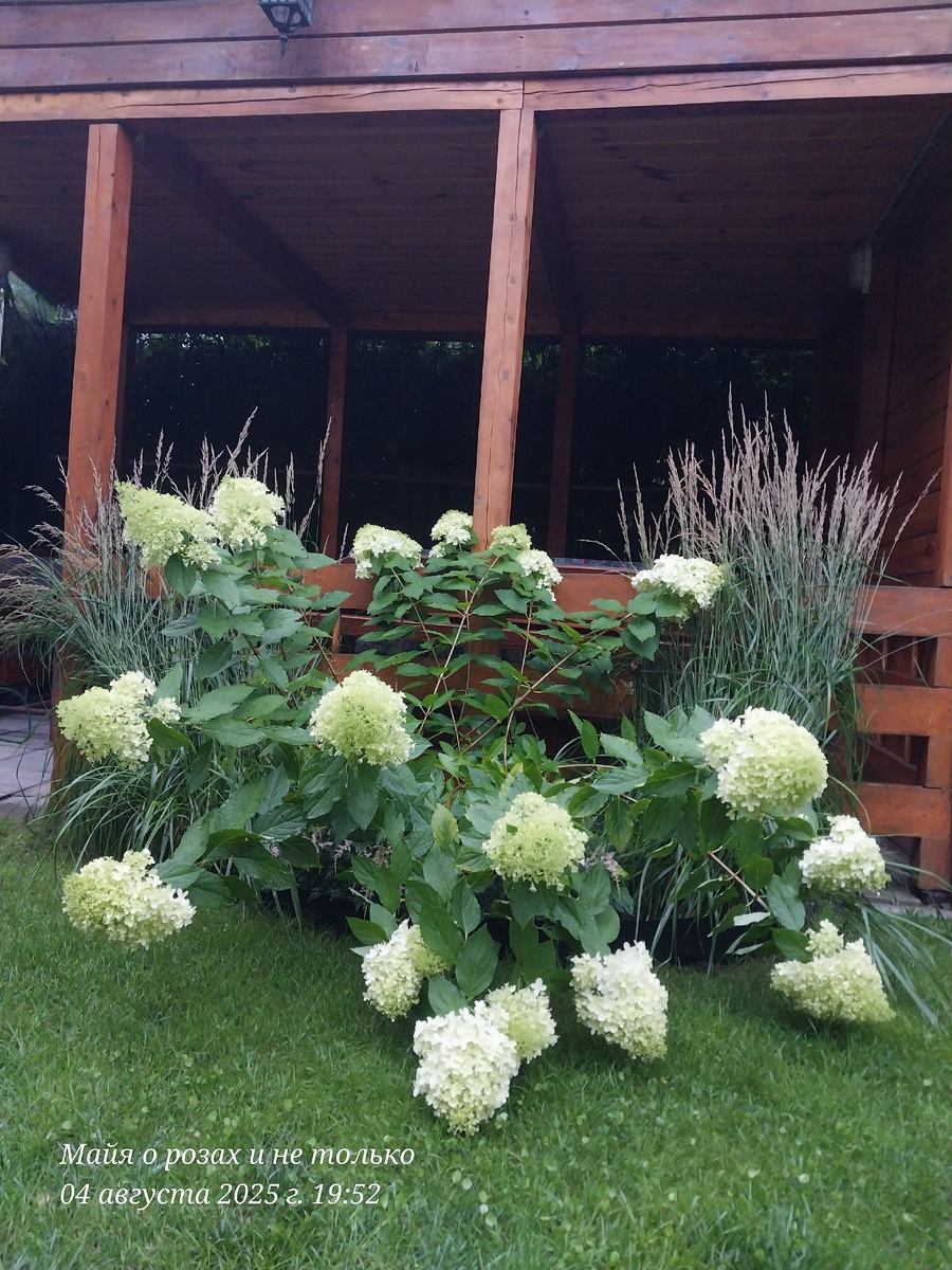 Саммер Лав после десятка сильных ливней. Упала, не смотря на подвязки. 