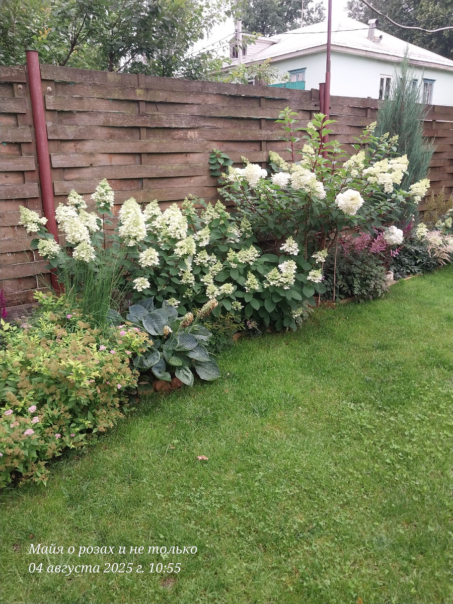 Би Хеппи, Бэби Лейс, Ванилла Фрайз, можжевельник Блю Эрроу 