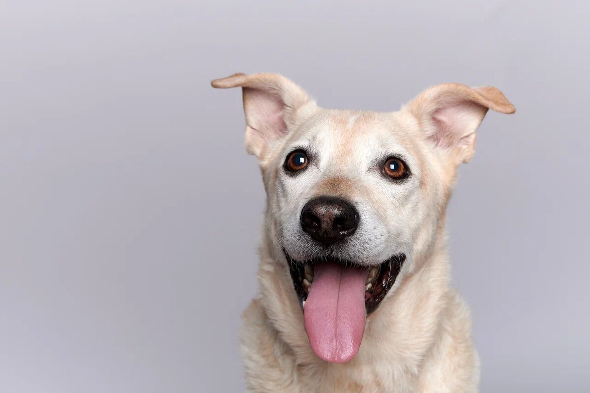 Рекс ищет своего человека! Он хорошо ведёт себя на прогулках, ладит с сородичами. Еще Рекся очень ласковый, добрый и контактный собакевич.