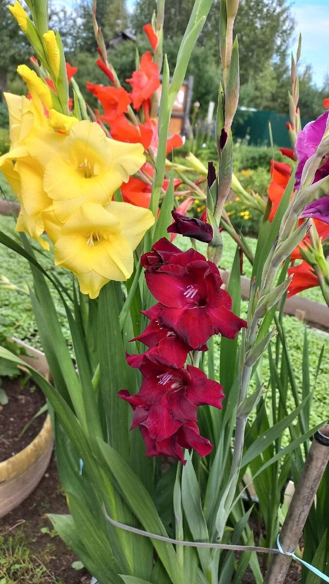 Гладиолусы. Источник фото Pinterest