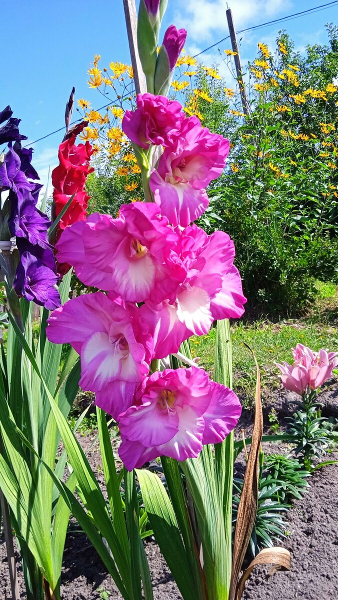 Гладиолусы. Источник фото Pinterest