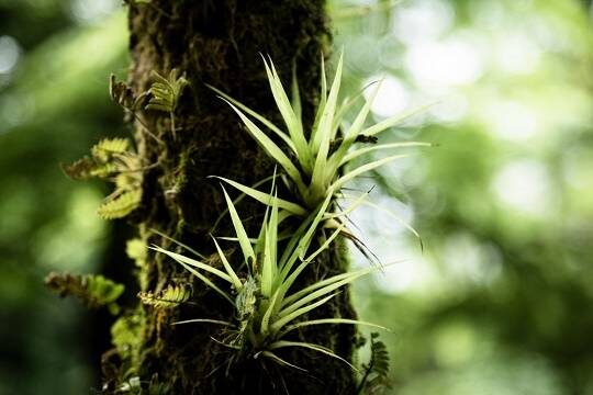    Готовится к выпуску третье издание Красной книги области