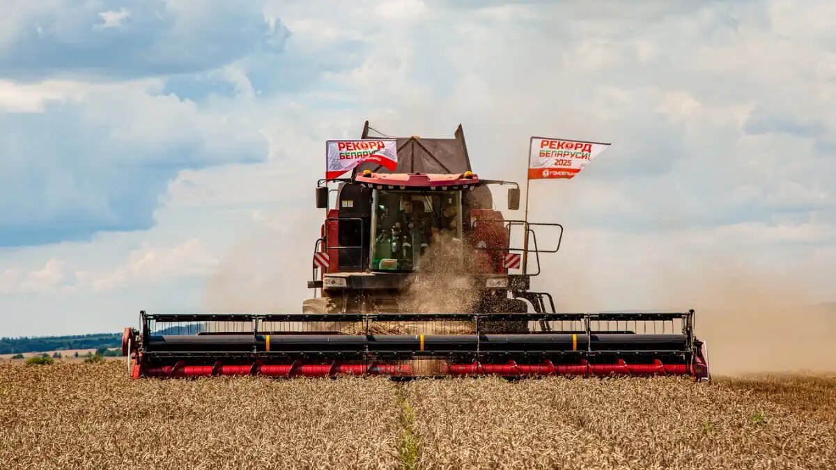 Фото: gomselmash.by / Гомсельмаш
Установлен национальный рекорд Беларуси: зерноуборочной комбайн GH810 намолотил 391 тонну пшеницы за смену