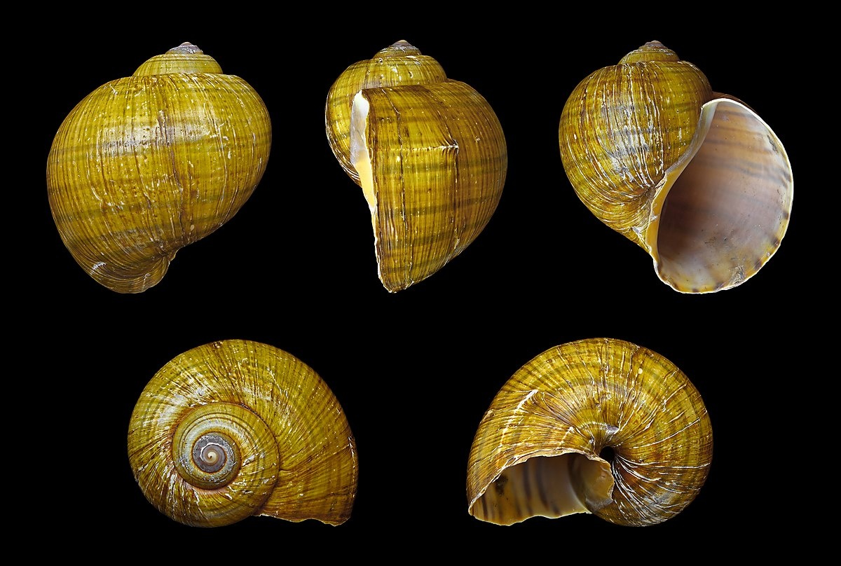 Pomacea canaliculata (золотистая яблочная улитка)
