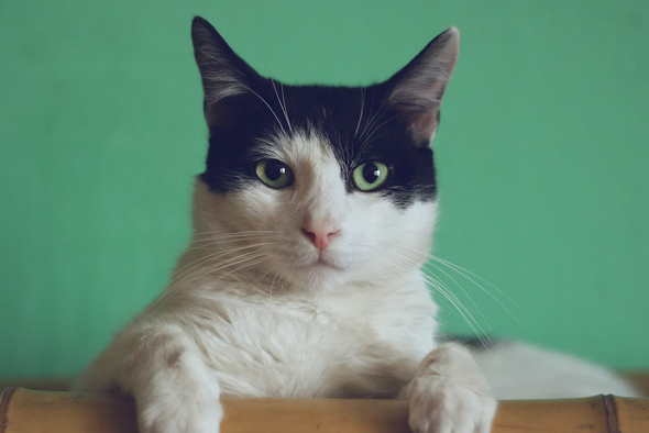     Manja Vitolic/Unsplash