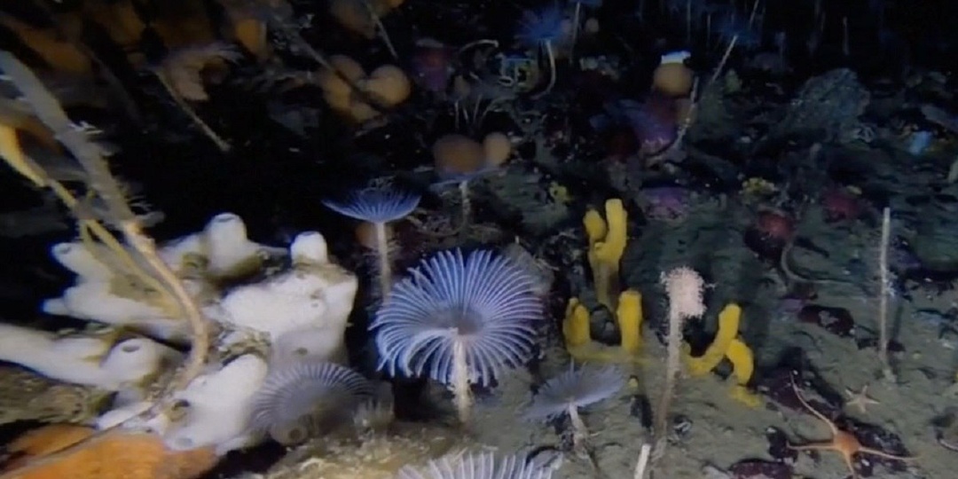 Учёные в шоке: под Антарктидой обнаружен «потерянный мир». Почему он погибает на глазах