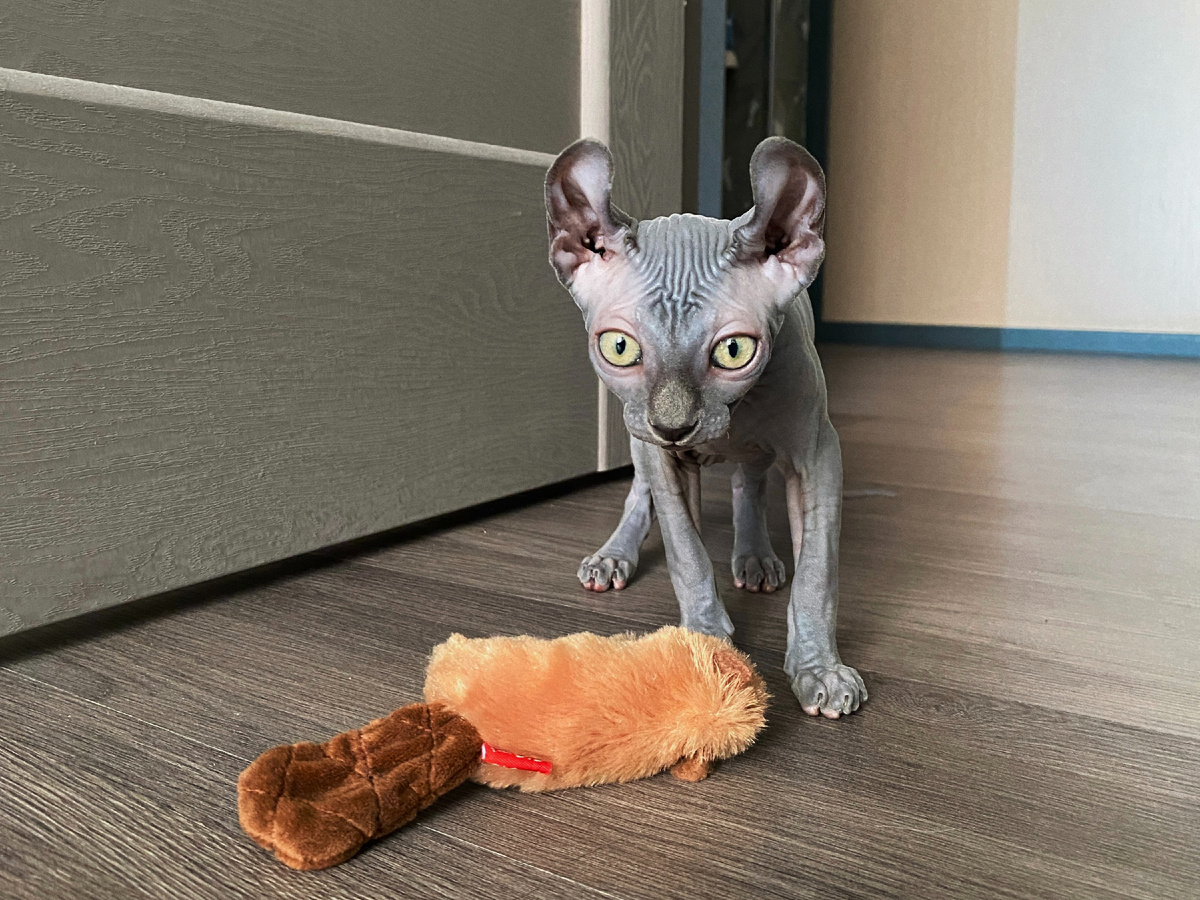 Наша Эль обожает бегать за плюшым бобром, частенько приходит с ним в зубах с требованием поиграть