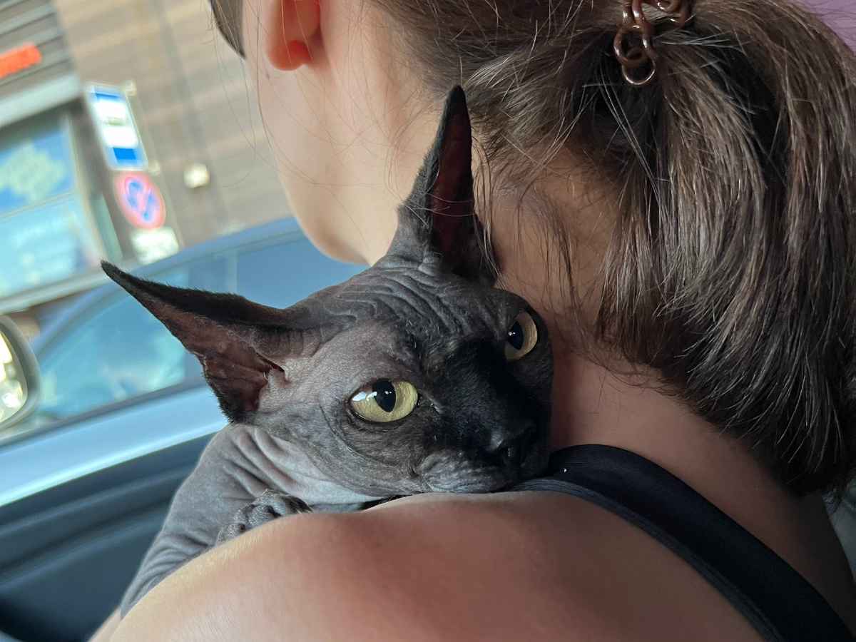 Для нашей старшей канадки Коти прогулка = стресс из-за раннего неприятного опыта с поездками в ветклинику. Она старается прятаться и непрерывно дрожит