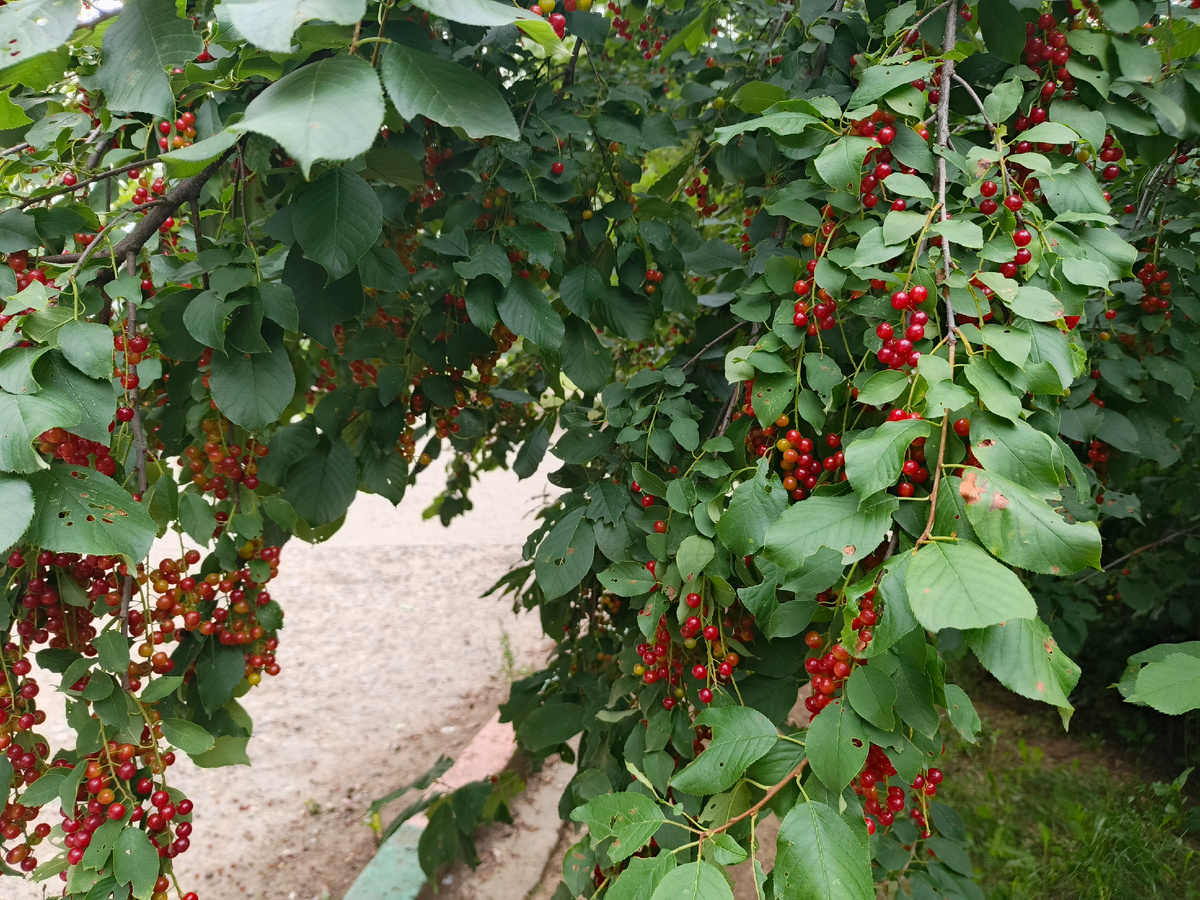 Вот это урожай. Черёмуха...