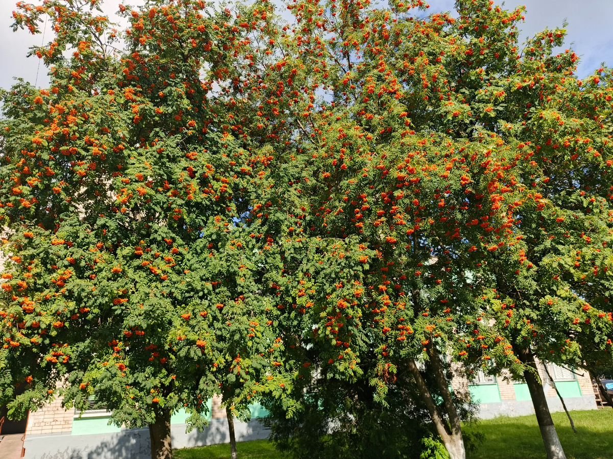 ШИКАРНЫЕ ГРОЗДИ РЯБИНЫ...
