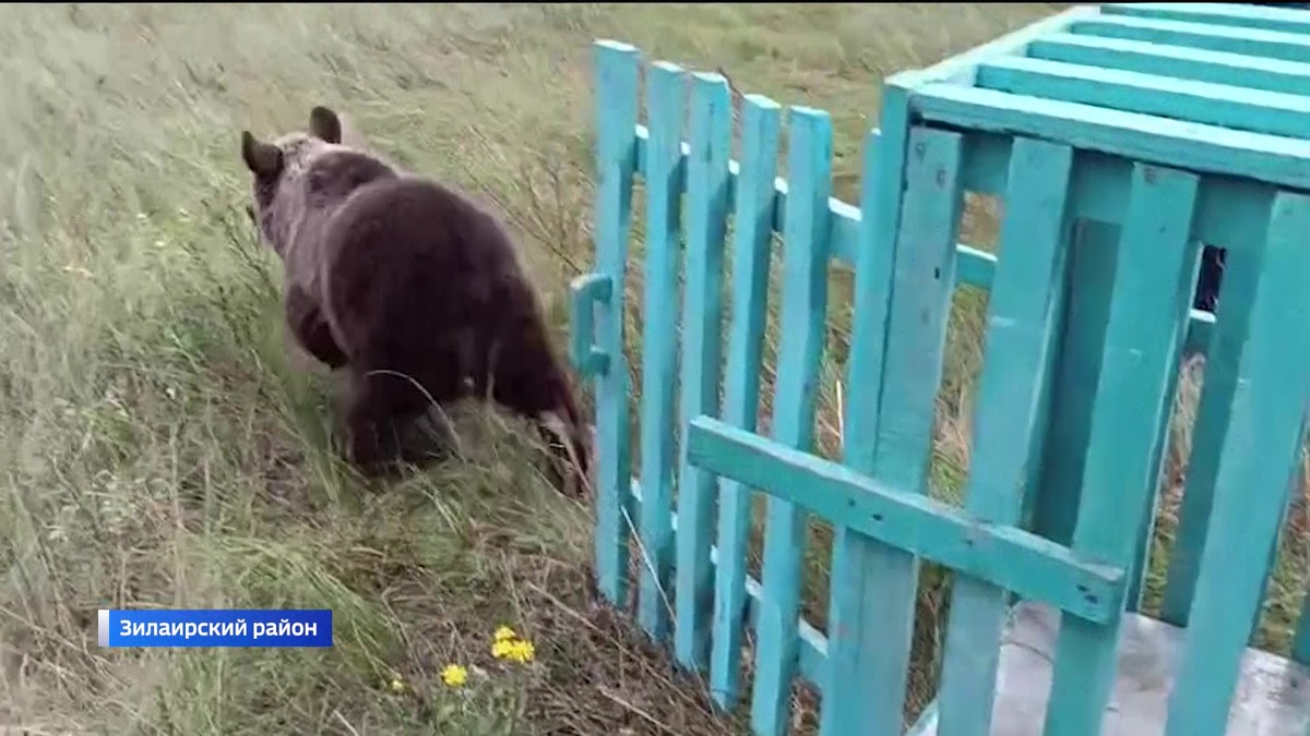    Осиротевшего медвежонка выходили и выпустили на волю в Башкортостане