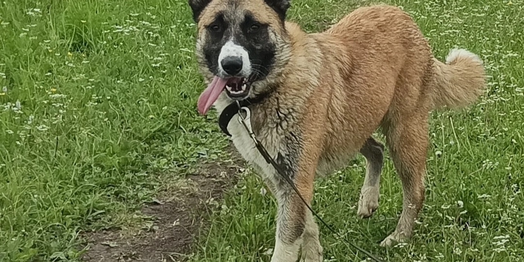 Эрна- собака, победившая страх