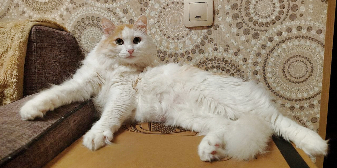 100+ идей как назвать кота: интересные и смешные имена для кошек (и ТОП-10 по России)